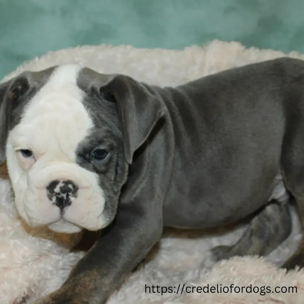 A small blue English bulldog puppy with grey and white coat lying down on a comfy blanket.