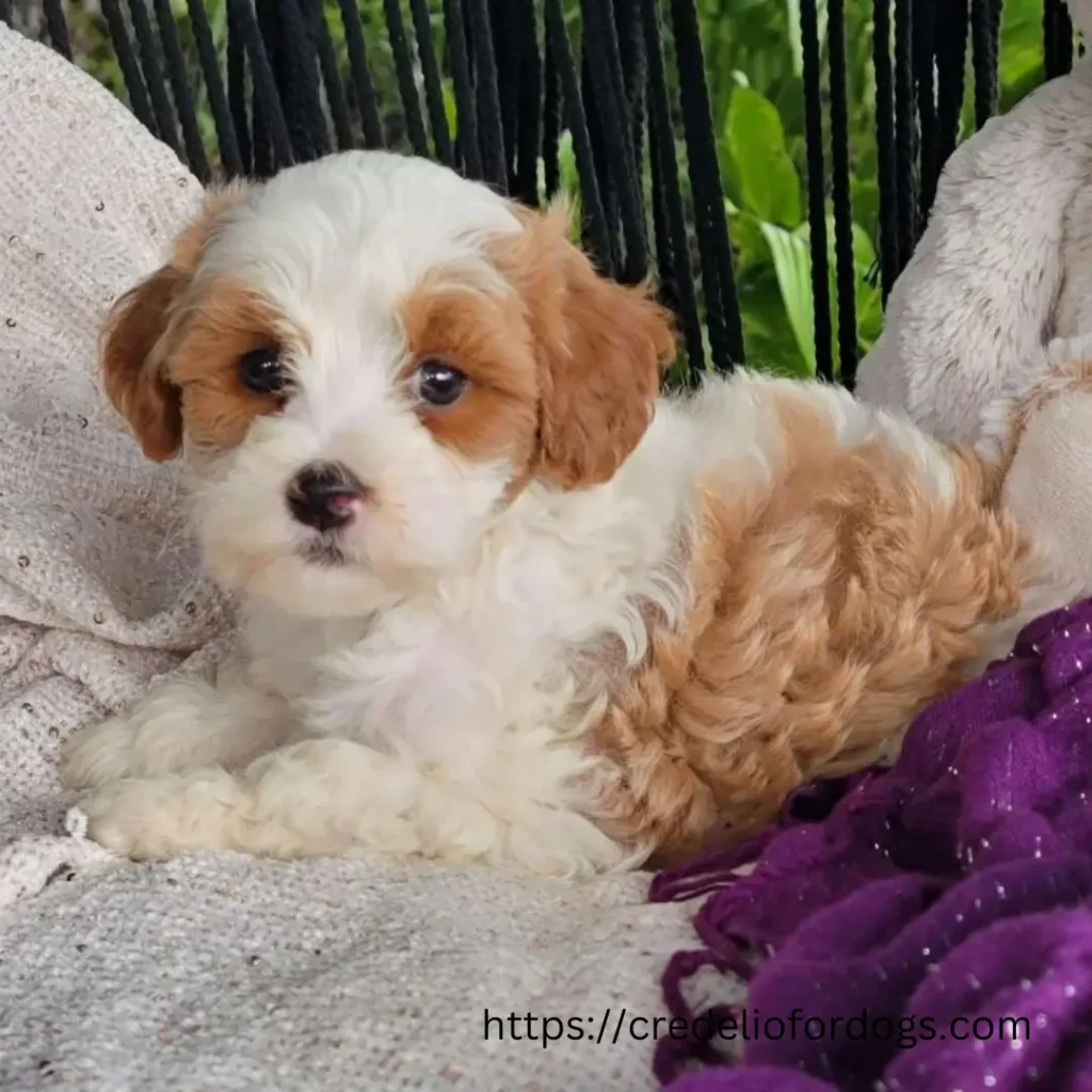 A cute brown and white Cavapoo puppy sitting on a chair.