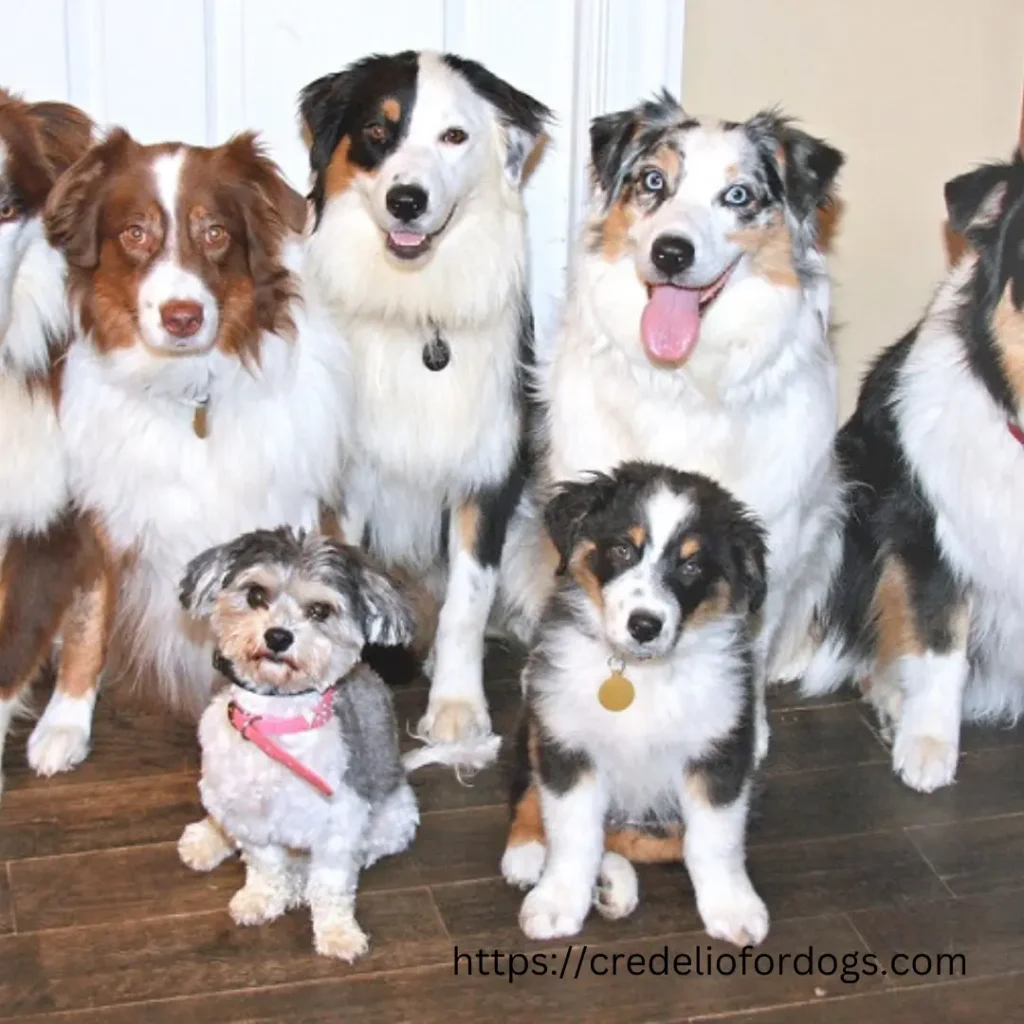 A group of dogs sitting together, looking at the camera, and posing for a picture.