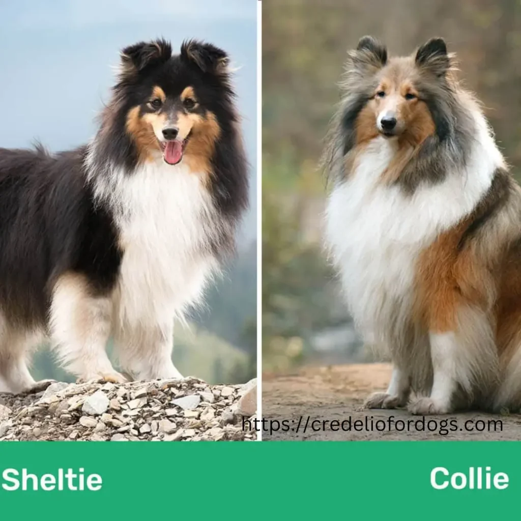 Shetland Sheepdog and collies sitting side by side, looking in the same direction.