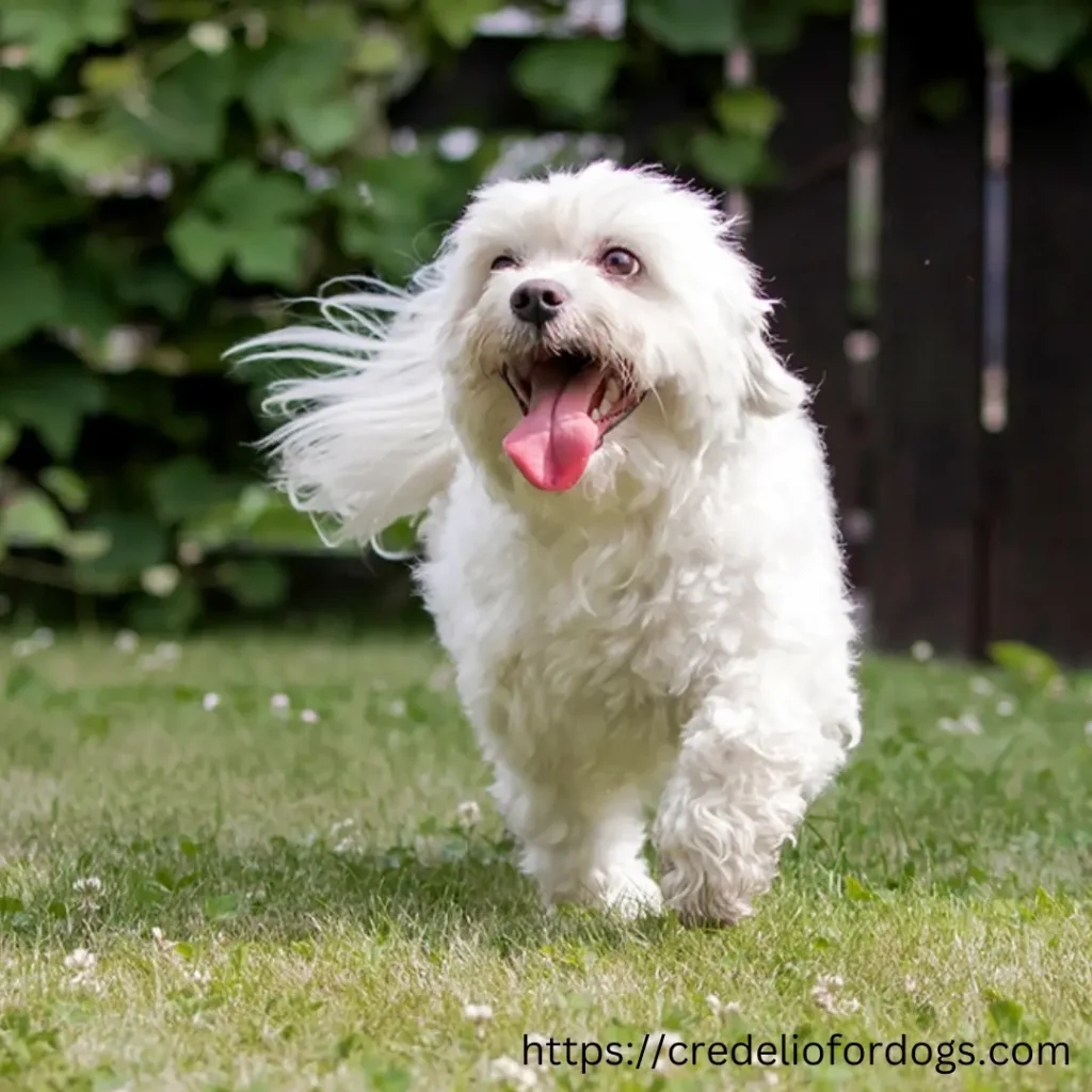 Small white Maltese dogs happily running in green grass.