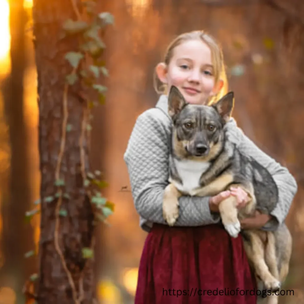 A girl and her Swedish Vallhund Puppies in the woods at sunset.