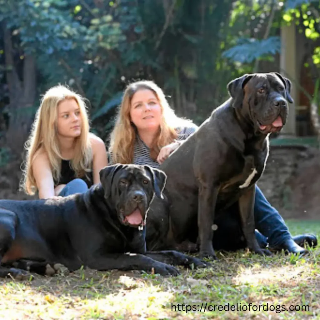 Two women and their Black Boerboel dogs enjoying a day in the park