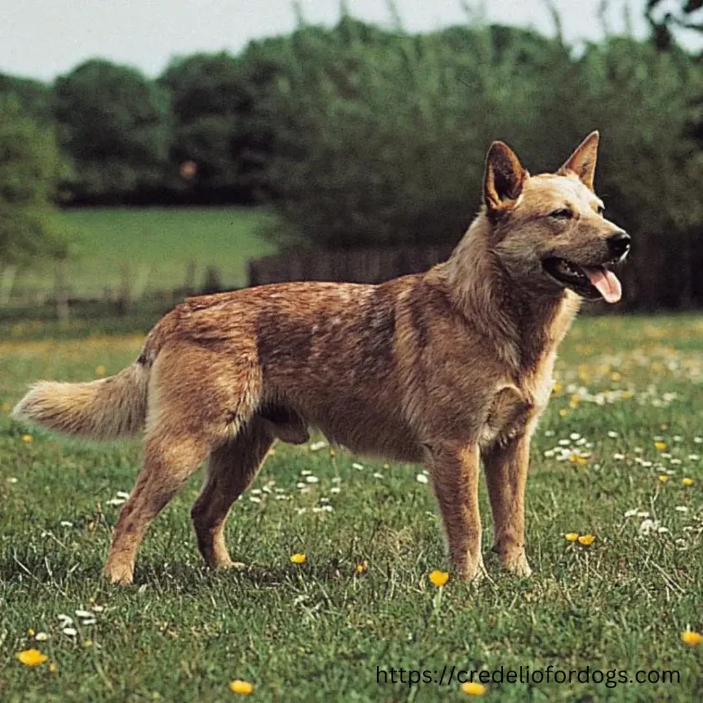 Australian cattle dog breed standing in a field, showcasing its distinctive blue coat and alert expression.