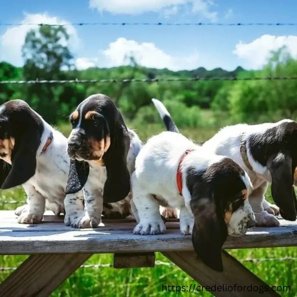 Three adorable basset hound puppies for sale, sitting together on a grassy field.