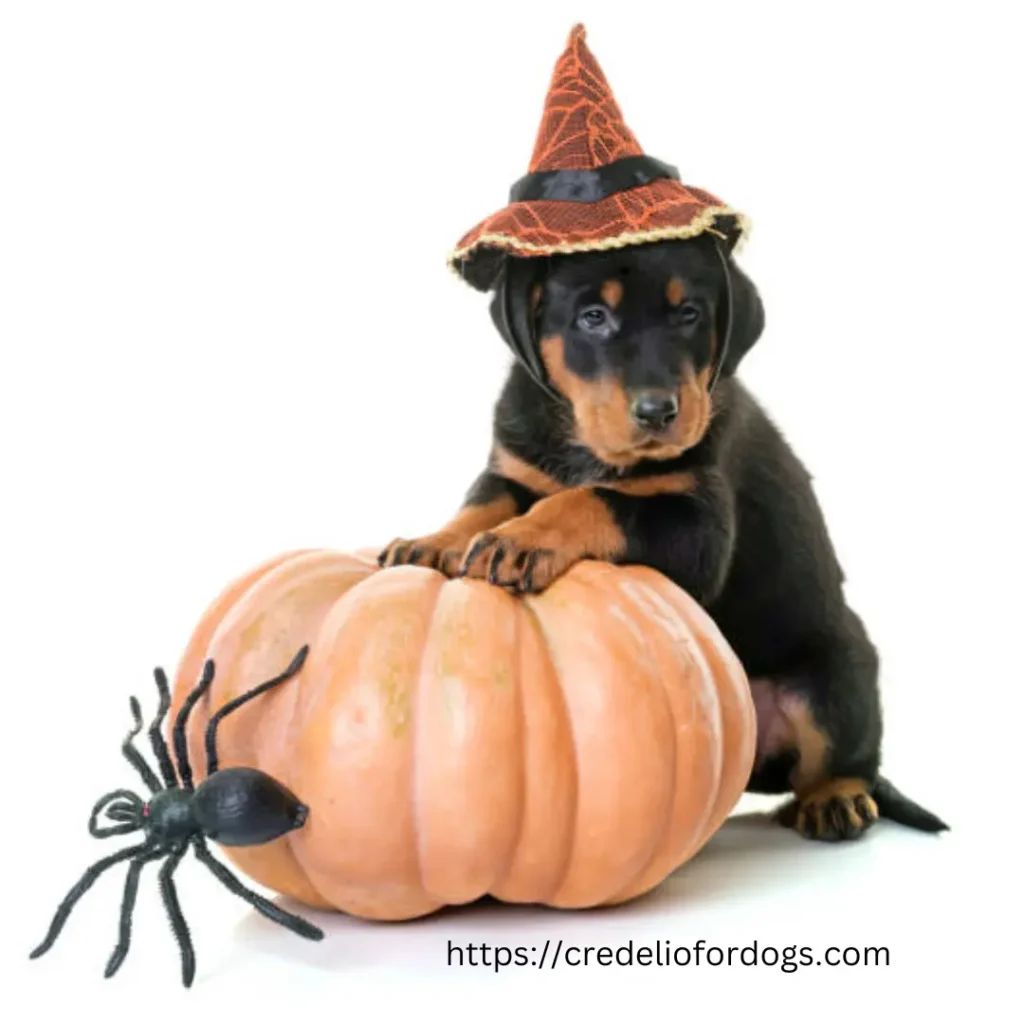 Witch hat-wearing Beauceron Puppies poses on pumpkin for Halloween.