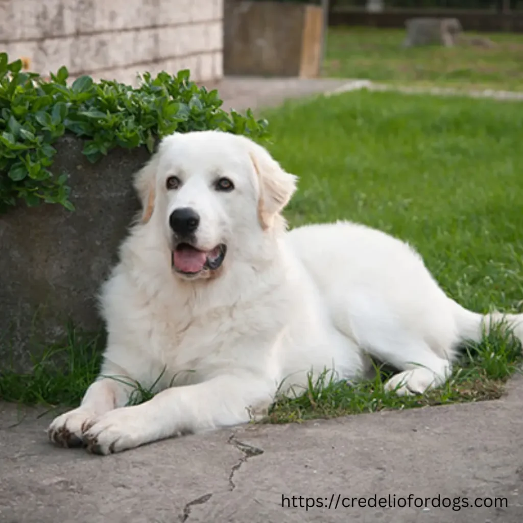 A white Maremma Sheepdog peacefully resting on the ground.