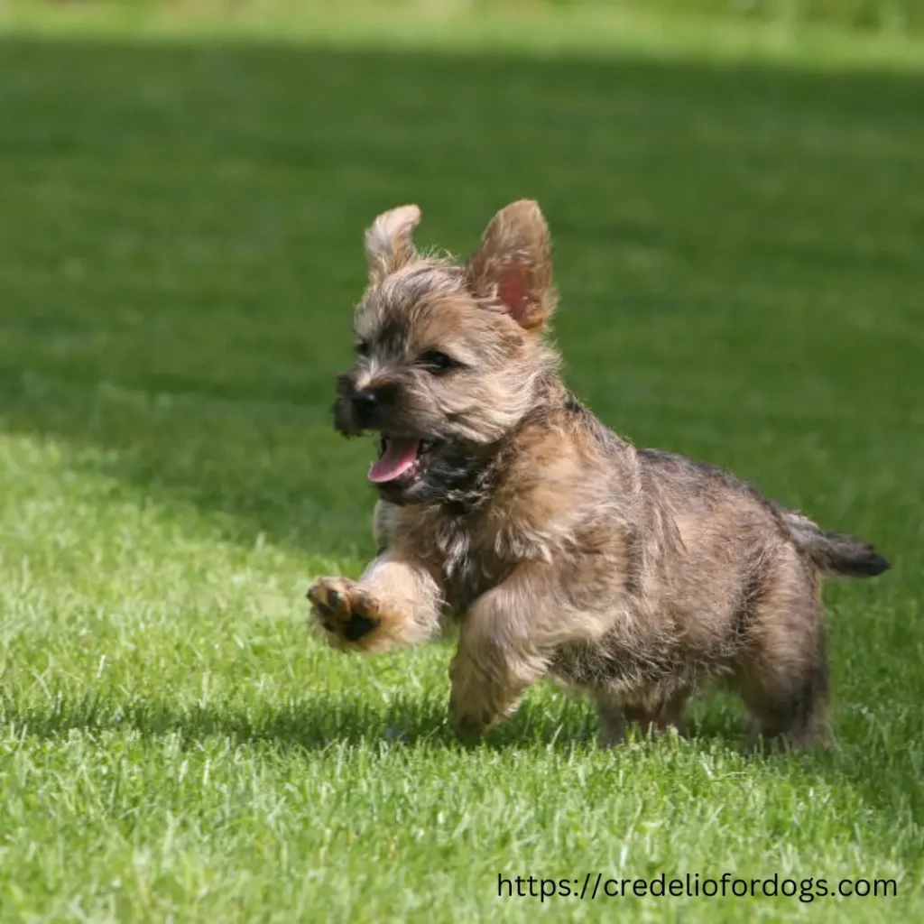 Small Cairn Terrier Puppies joyfully dashing on fresh grass.