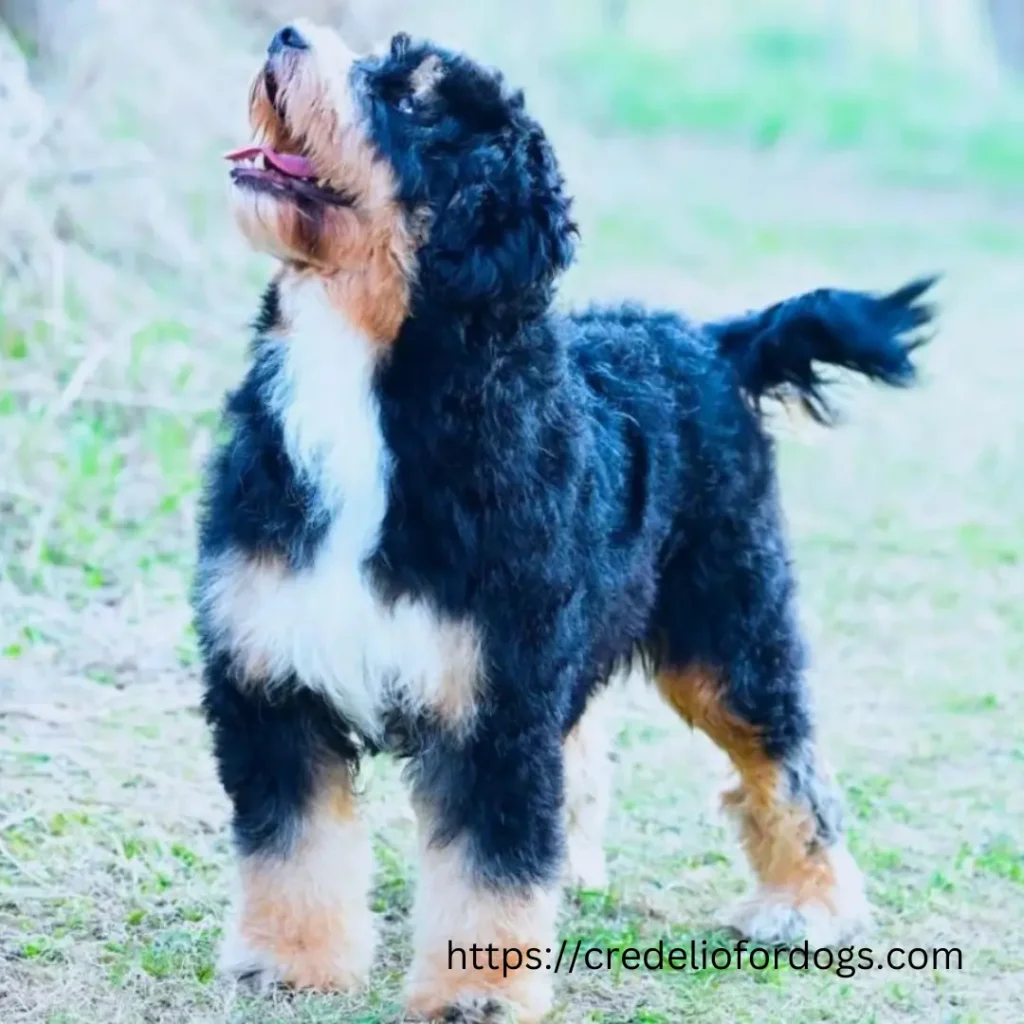 Black and white Mini Bernedoodles dog standing on grassy field.