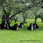 Bernese mountain dogs frolicking in apple orchard.