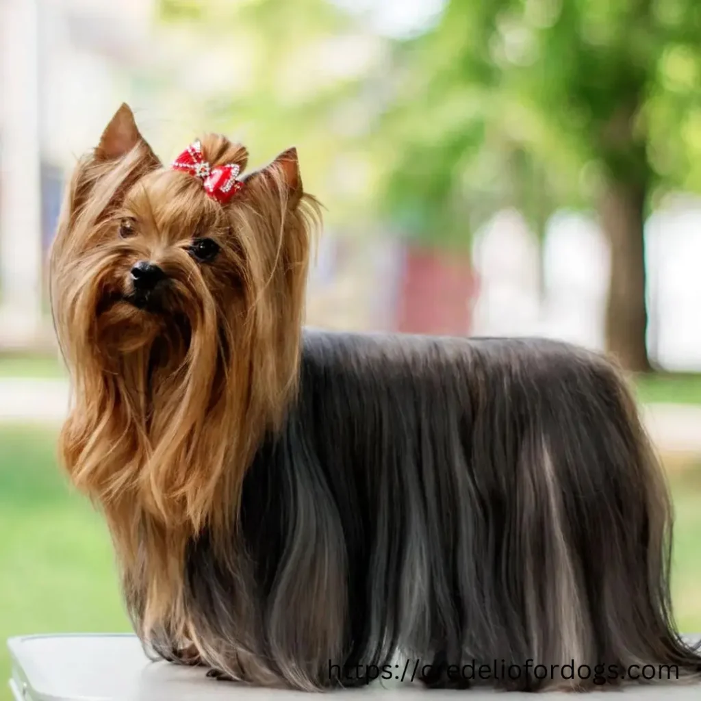 Grooming a Yorkshire Terrier's long, silky hair to keep it healthy and tangle-free.