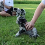 A person gently petting a fluffy Aussiedoodle puppies in the green grass.