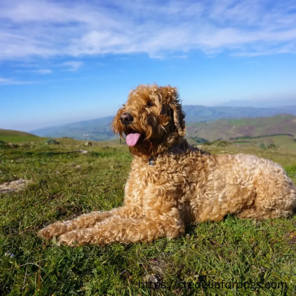 A Brown Goldendoodle relaxes on a hill, enjoying the beautiful scenery below.